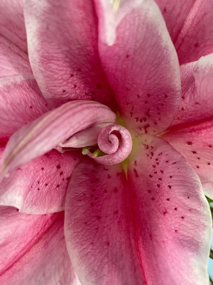 feminine beauty